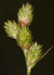 Florida hammock sedge